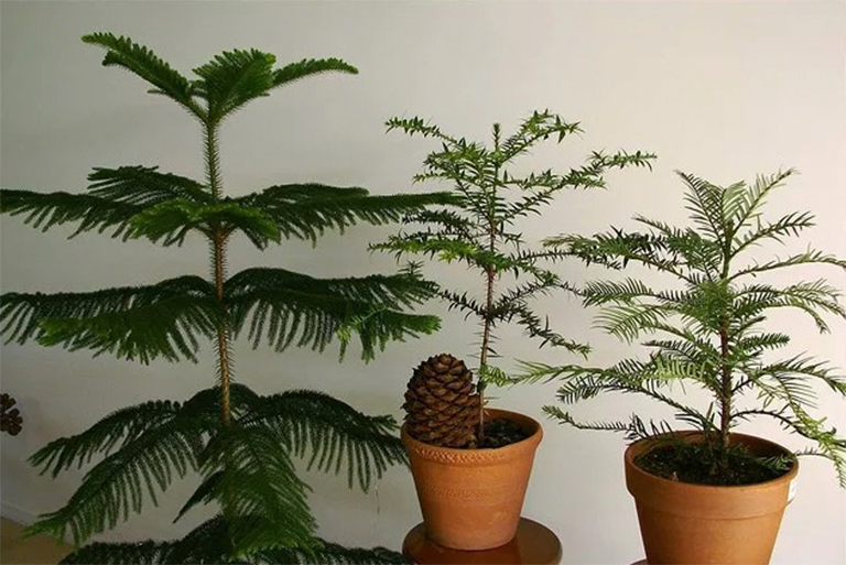 成長和照顧諾?？藣u松-偉大的容器生長的針葉樹屋植物