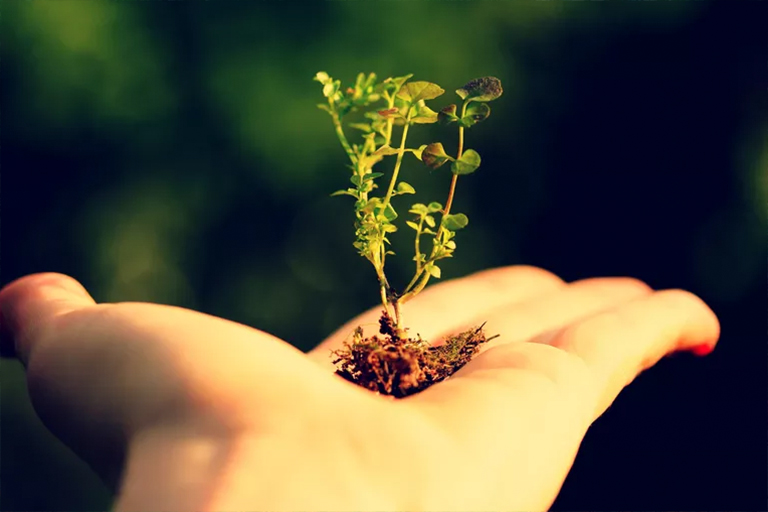 在北京廠家了解人類(lèi)與植物關(guān)系的悠久歷史