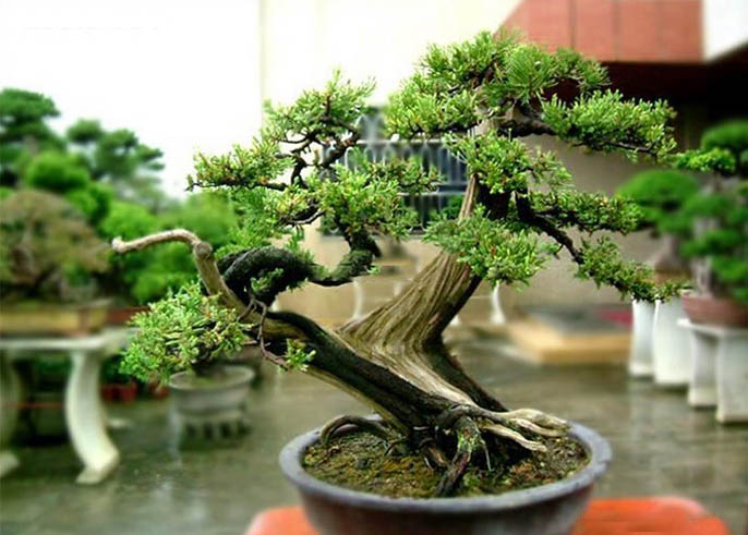 仿真柏樹(shù)