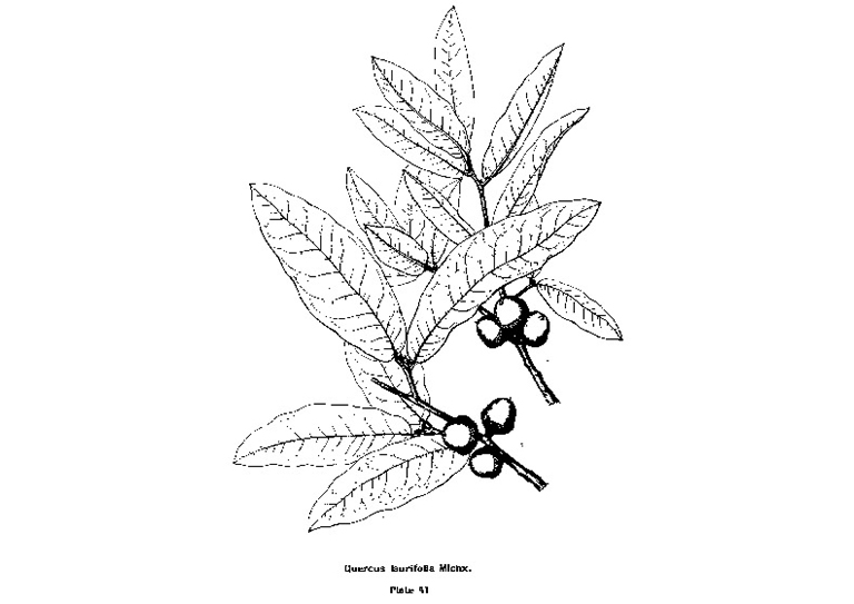 月桂樹(shù)橡木