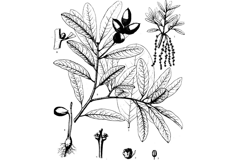 吉尼亞州橡樹(shù)櫟