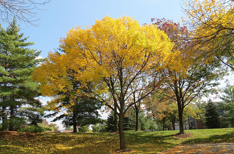 美國(guó)紅梣
