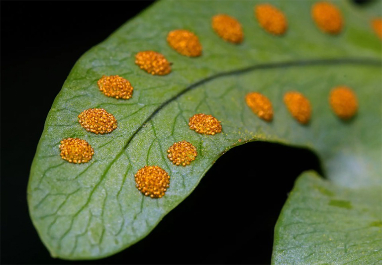 蕨類(lèi)植物