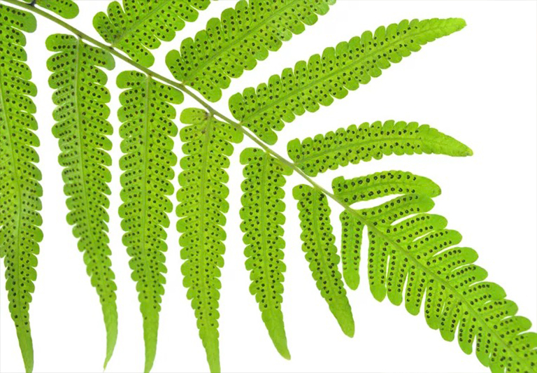 蕨類(lèi)植物