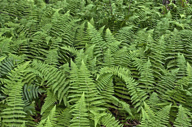 蕨類(lèi)植物