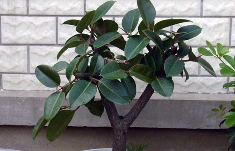 橡皮樹(shù)的風(fēng)水說(shuō)法