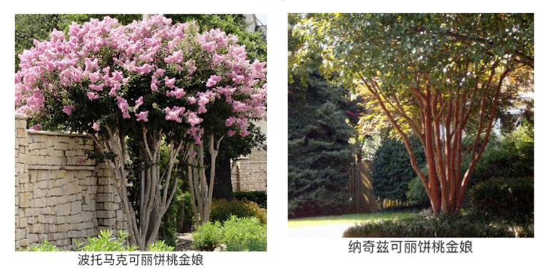 開(kāi)花樹(shù)木